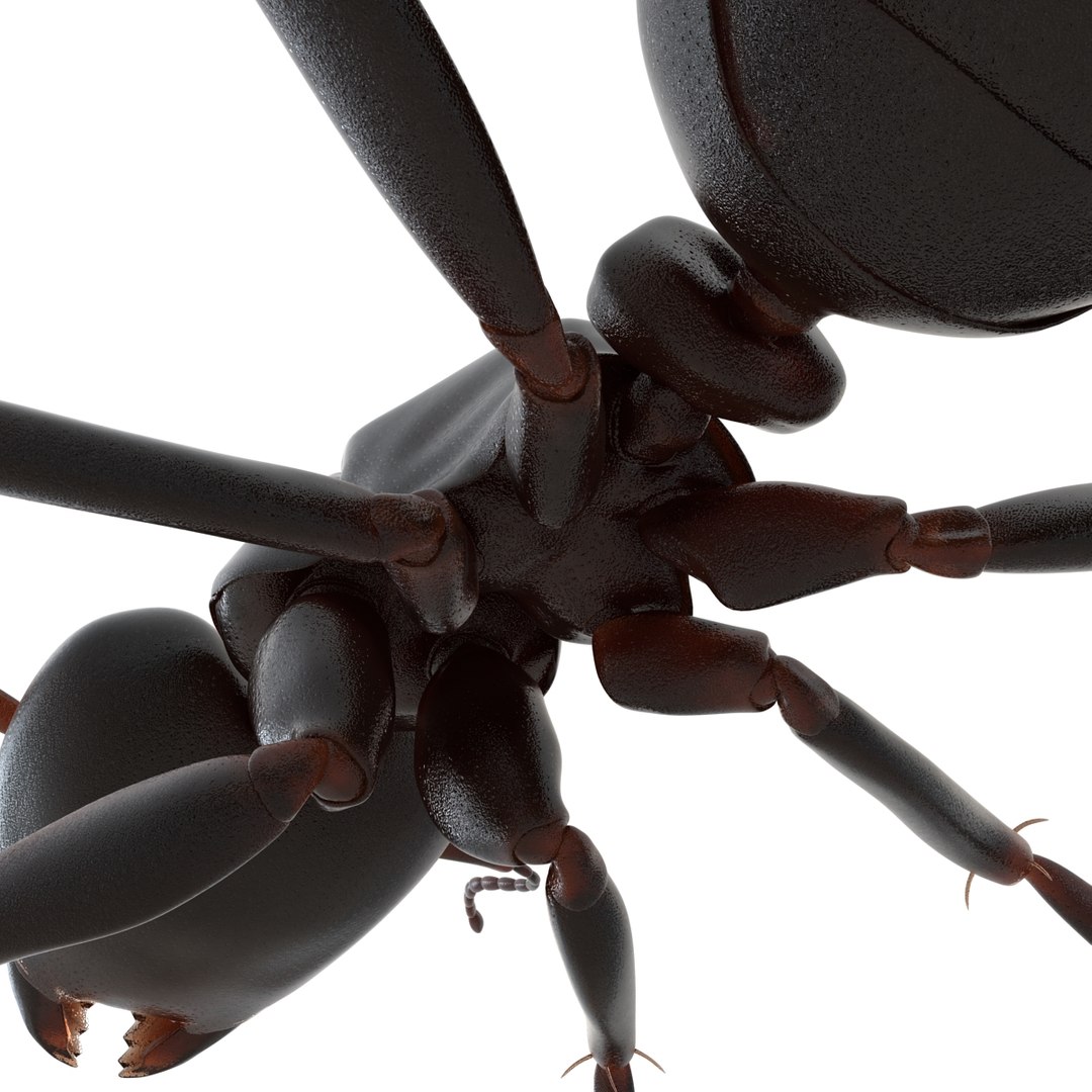 3D model Black Ant Rigged for Maya https://p.turbosquid.com/ts-thumb/Ia/ftPqZd/ZU/blackantriggedformayavray3dmodel032/jpg/1708229079/1920x1080/fit_q87/0d678502b02aea3a9842e5a9c19eaecce08c75b5/blackantriggedformayavray3dmodel032.jpg
