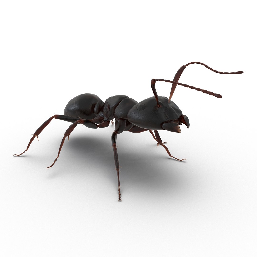 3D model Black Ant Rigged for Maya https://p.turbosquid.com/ts-thumb/Ia/ftPqZd/b7/blackantriggedformayavray3dmodel001/jpg/1708227636/1920x1080/fit_q87/b95ce65b352b27560241f19de90f4bade3d0643c/blackantriggedformayavray3dmodel001.jpg