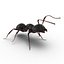 Black Ant Rigged for Maya
