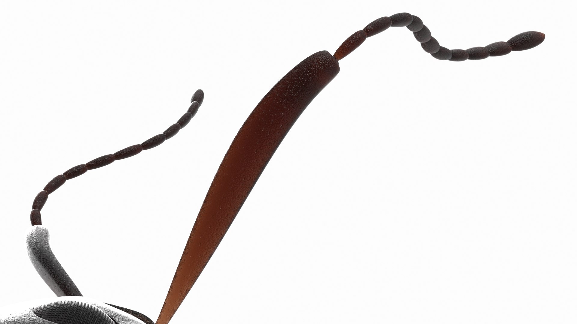 3D model Black Ant Rigged for Maya https://p.turbosquid.com/ts-thumb/Ia/ftPqZd/co/additional__black_ant_rigged_005/jpg/1710145072/1920x1080/fit_q87/372925de5eb711470c8bc38e74ae5019d49685fa/additional__black_ant_rigged_005.jpg