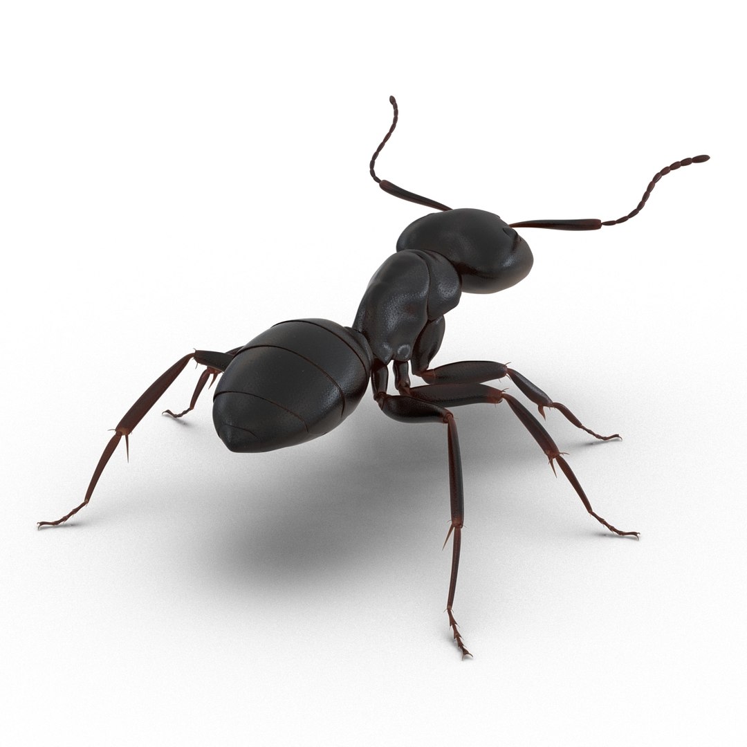 3D model Black Ant Rigged for Maya https://p.turbosquid.com/ts-thumb/Ia/ftPqZd/dm/blackantriggedformayavray3dmodel019/jpg/1708229004/1920x1080/fit_q87/8f5c5fc61dec65b403a7e130c359385fcfe017a0/blackantriggedformayavray3dmodel019.jpg