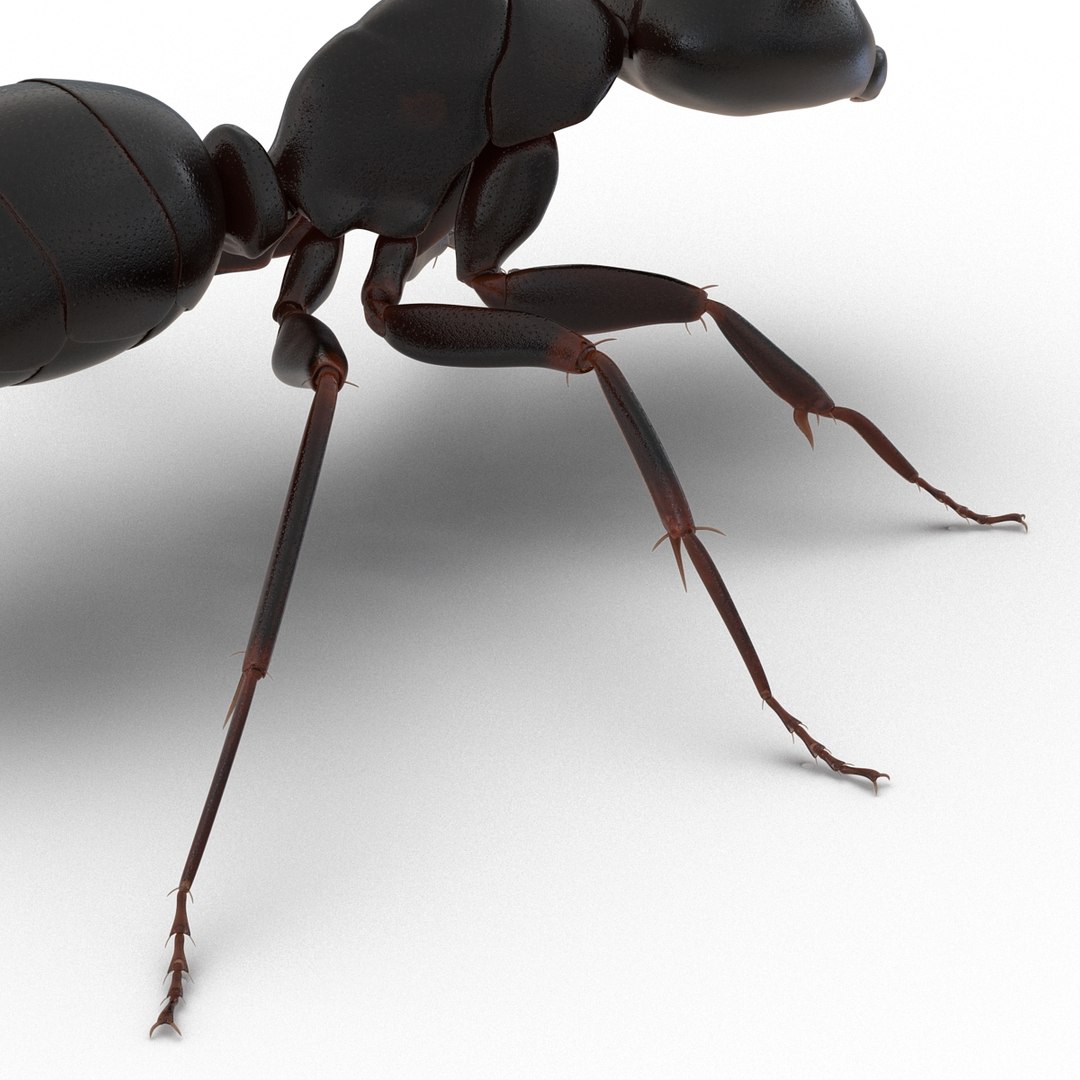 3D model Black Ant Rigged for Maya https://p.turbosquid.com/ts-thumb/Ia/ftPqZd/fV/blackantriggedformayavray3dmodel030/jpg/1708229067/1920x1080/fit_q87/45def3c333087a6ac683666509b36390b1572fd5/blackantriggedformayavray3dmodel030.jpg