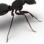 Black Ant Rigged for Maya