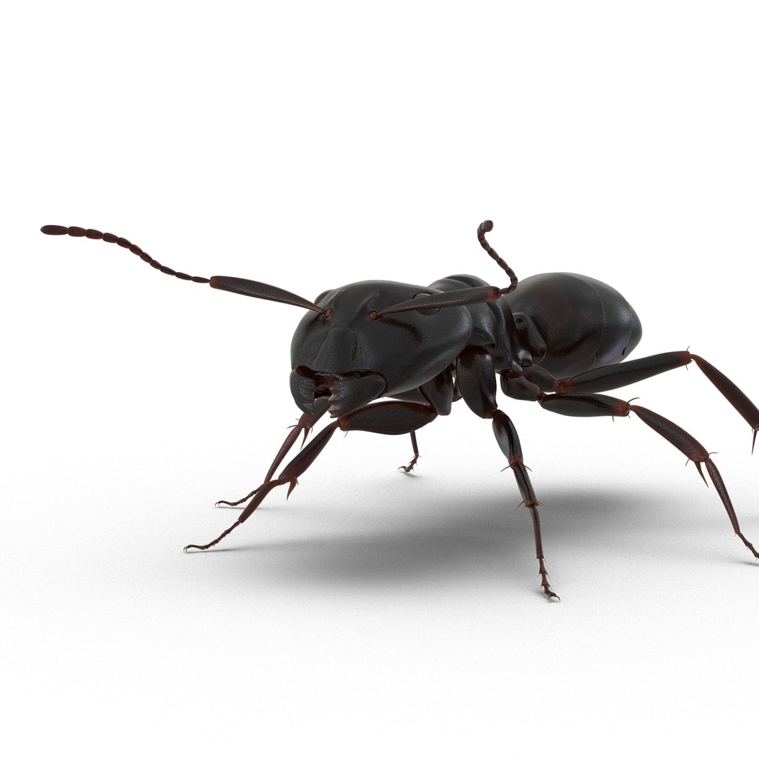3D model Black Ant Rigged for Maya https://p.turbosquid.com/ts-thumb/Ia/ftPqZd/gA/blackantriggedformayavray3dmodel024/jpg/1708229029/1920x1080/fit_q87/06f908970e63402c670a7d3258fc62b701d1555b/blackantriggedformayavray3dmodel024.jpg