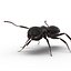 Black Ant Rigged for Maya
