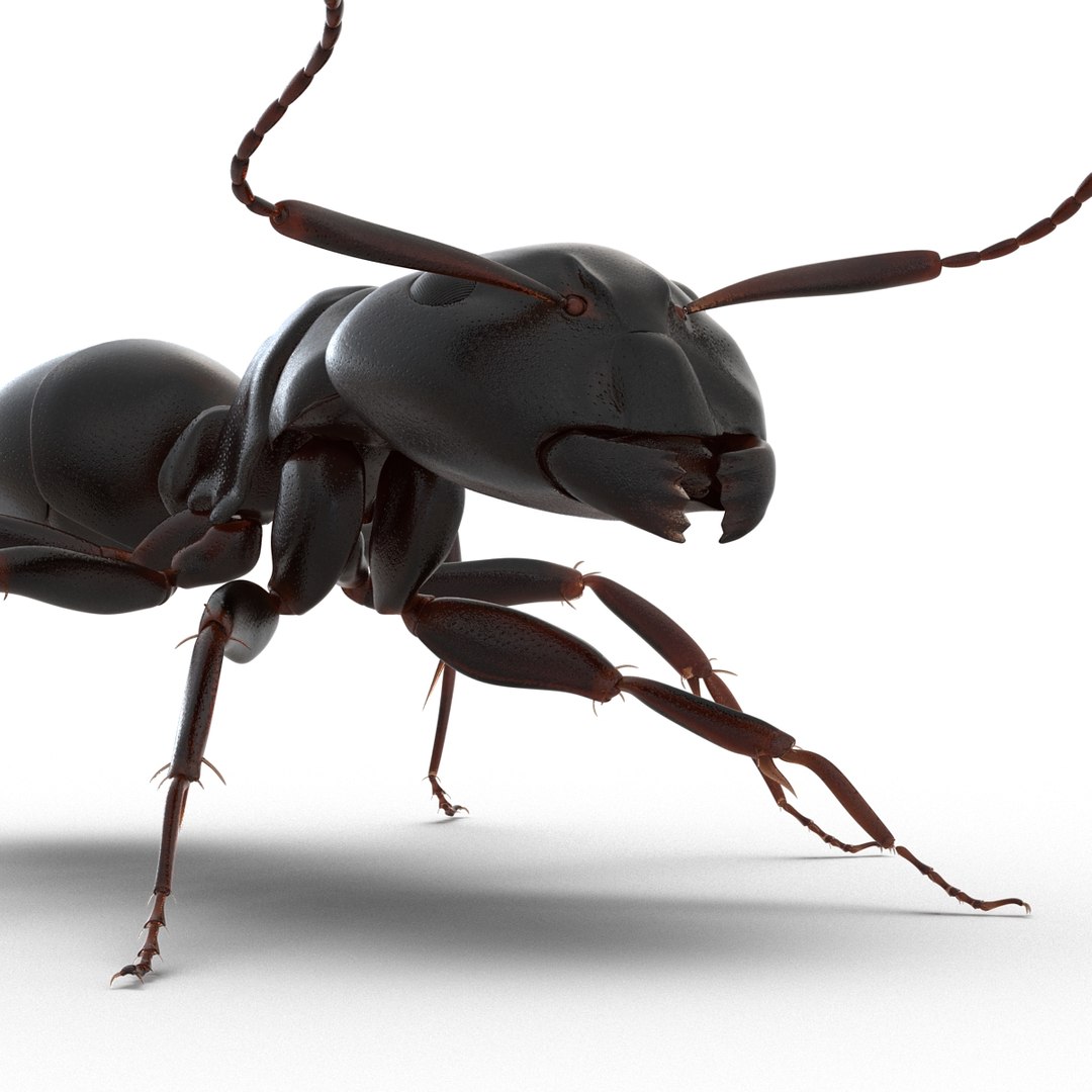 3D model Black Ant Rigged for Maya https://p.turbosquid.com/ts-thumb/Ia/ftPqZd/hX/blackantriggedformayavray3dmodel022/jpg/1708229019/1920x1080/fit_q87/638118d1b274ba137c1fbcdf8e93dd3b91464de7/blackantriggedformayavray3dmodel022.jpg