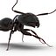 Black Ant Rigged for Maya