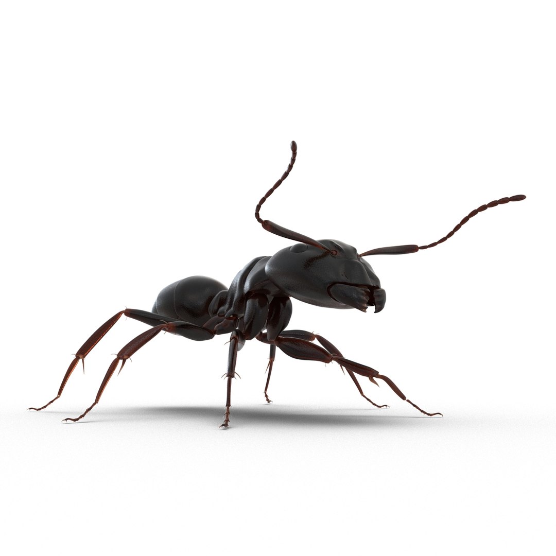 3D model Black Ant Rigged for Maya https://p.turbosquid.com/ts-thumb/Ia/ftPqZd/jP/blackantriggedformayavray3dmodel012/jpg/1708228963/1920x1080/fit_q87/ff7a6ae3ff53e214edac866db90aace475d8560d/blackantriggedformayavray3dmodel012.jpg