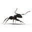Black Ant Rigged for Maya