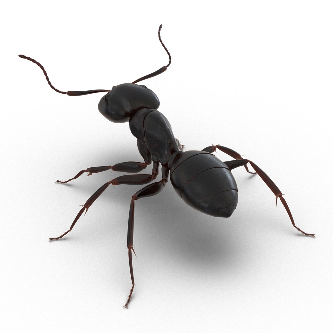 3D model Black Ant Rigged for Maya https://p.turbosquid.com/ts-thumb/Ia/ftPqZd/k9/blackantriggedformayavray3dmodel005/jpg/1708228924/1920x1080/fit_q87/a36ce0c390648a50bb86bfd58b61caf51de8638b/blackantriggedformayavray3dmodel005.jpg