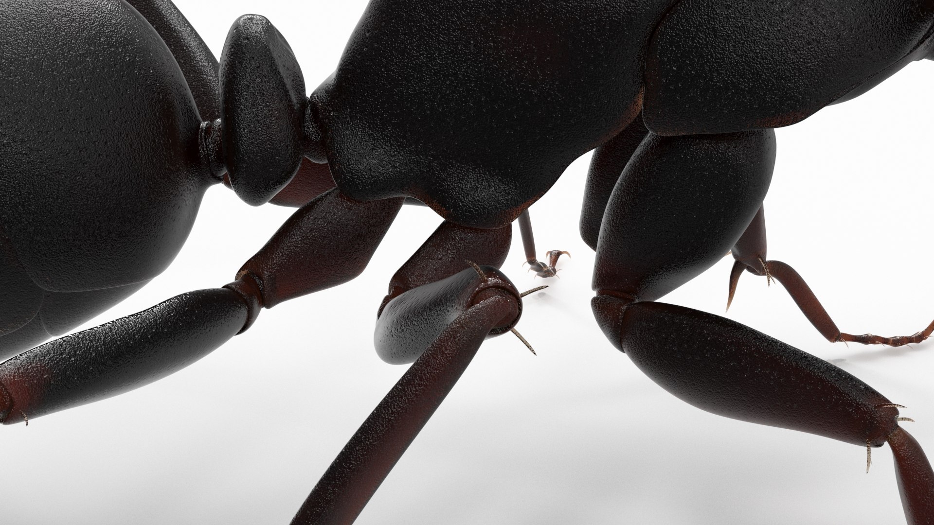 3D model Black Ant Rigged for Maya https://p.turbosquid.com/ts-thumb/Ia/ftPqZd/no/additional__black_ant_rigged_002/jpg/1710145071/1920x1080/fit_q87/3296a2691e44ea77c2ad25625d045ef7d8c6117c/additional__black_ant_rigged_002.jpg
