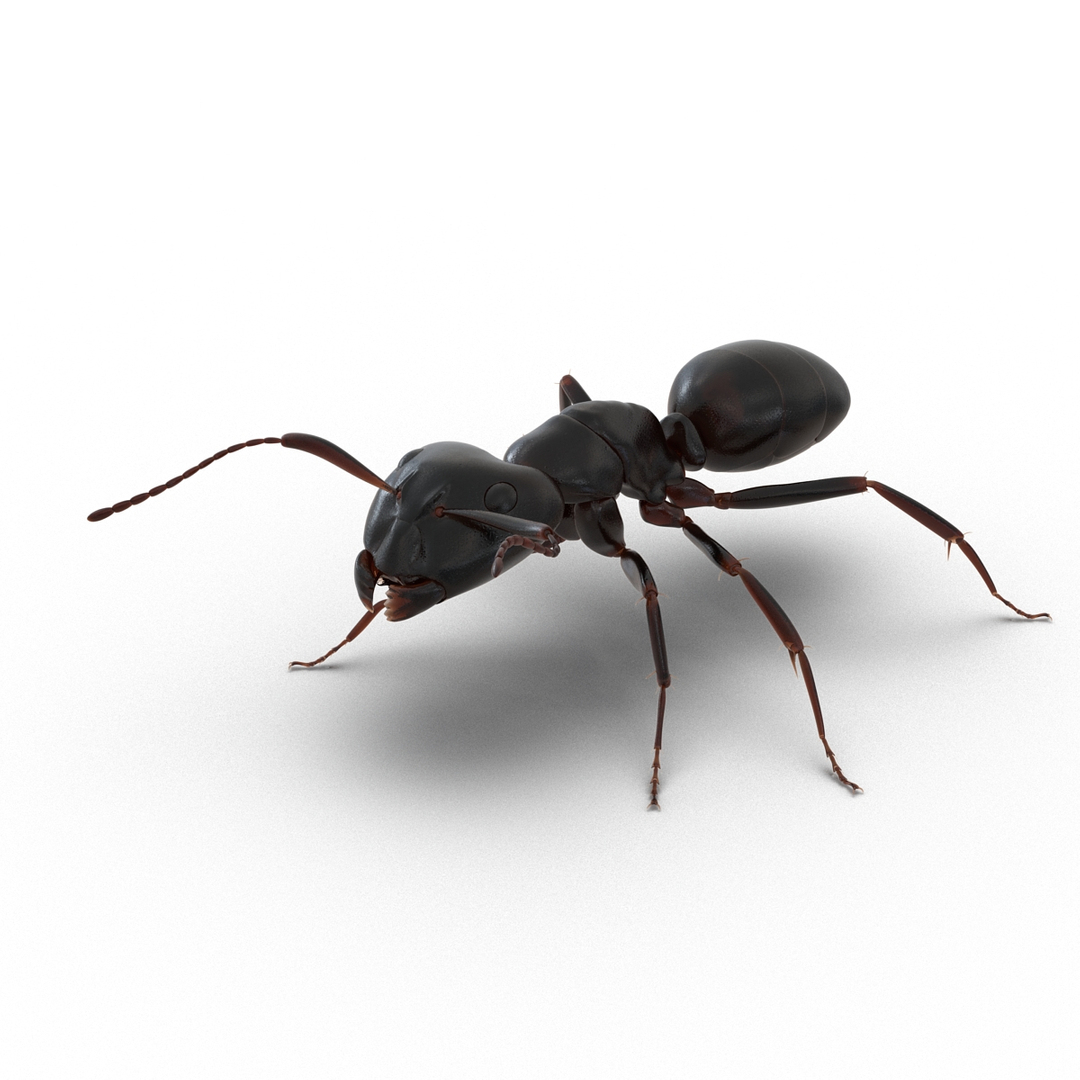 3D model Black Ant Rigged for Maya https://p.turbosquid.com/ts-thumb/Ia/ftPqZd/oJ/black_ant_rigged_for_maya_362/jpg/1708228572/1920x1080/turn_fit_q99/acbee3009108e471e4098920bc1b882c577c2f1c/black_ant_rigged_for_maya_362-1.jpg