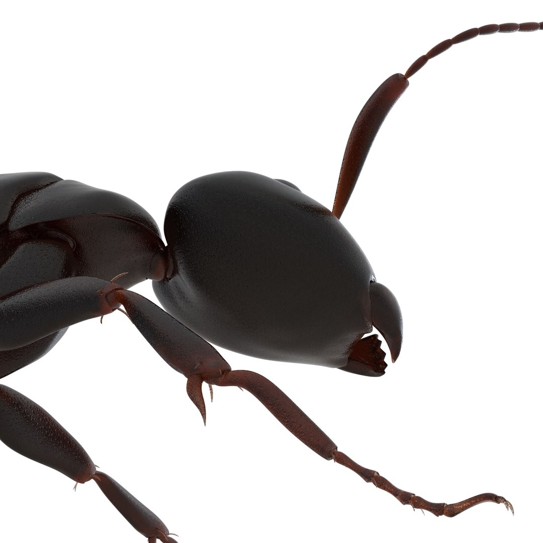 3D model Black Ant Rigged for Maya https://p.turbosquid.com/ts-thumb/Ia/ftPqZd/oN/blackantriggedformayavray3dmodel035/jpg/1708229095/1920x1080/fit_q87/fe15783892c058408b2a87fa22313c3d3ad61128/blackantriggedformayavray3dmodel035.jpg