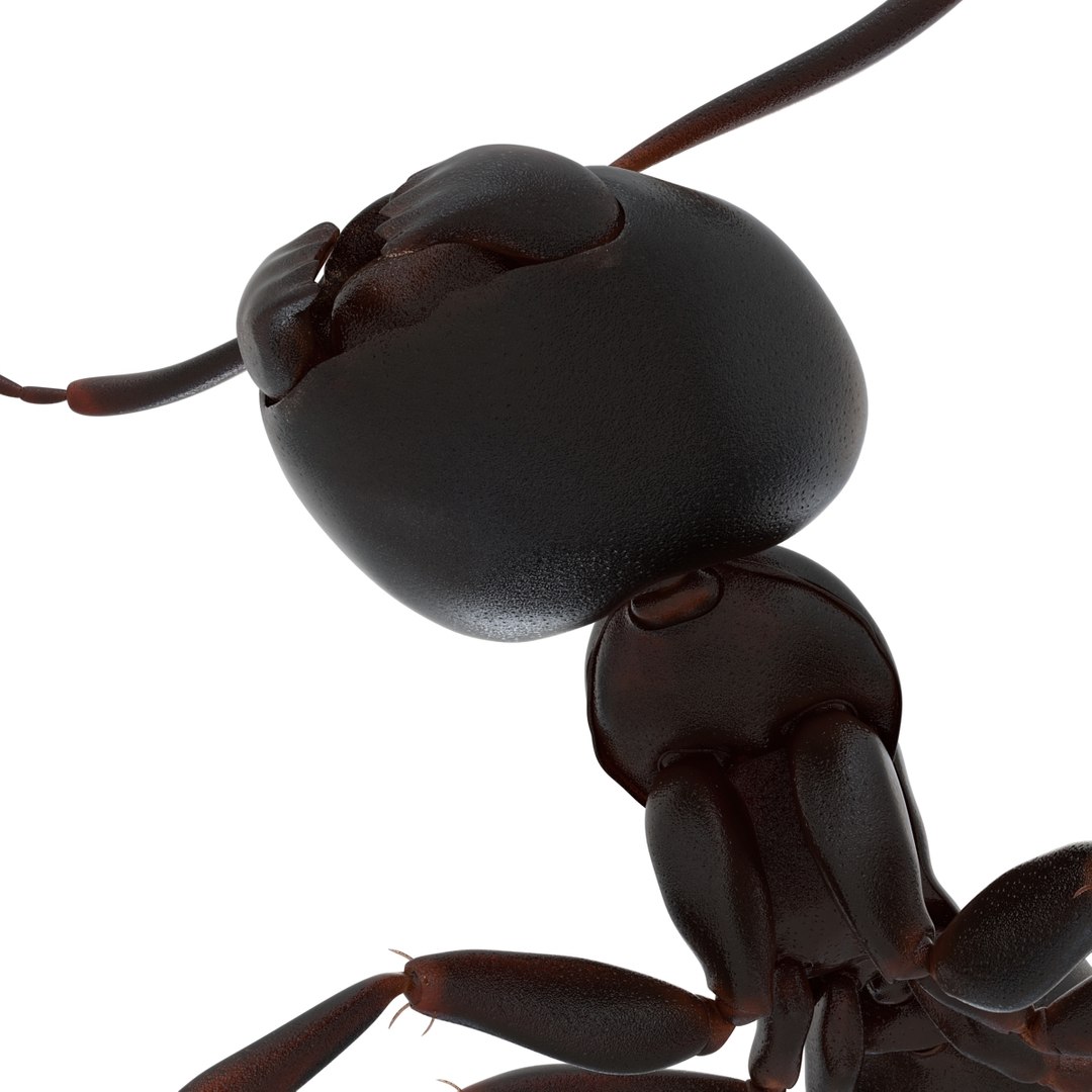 3D model Black Ant Rigged for Maya https://p.turbosquid.com/ts-thumb/Ia/ftPqZd/oa/blackantriggedformayavray3dmodel034/jpg/1708229091/1920x1080/fit_q87/b42966f2b976d3ec4b8f44f810207efce1054d3f/blackantriggedformayavray3dmodel034.jpg