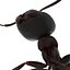 Black Ant Rigged for Maya