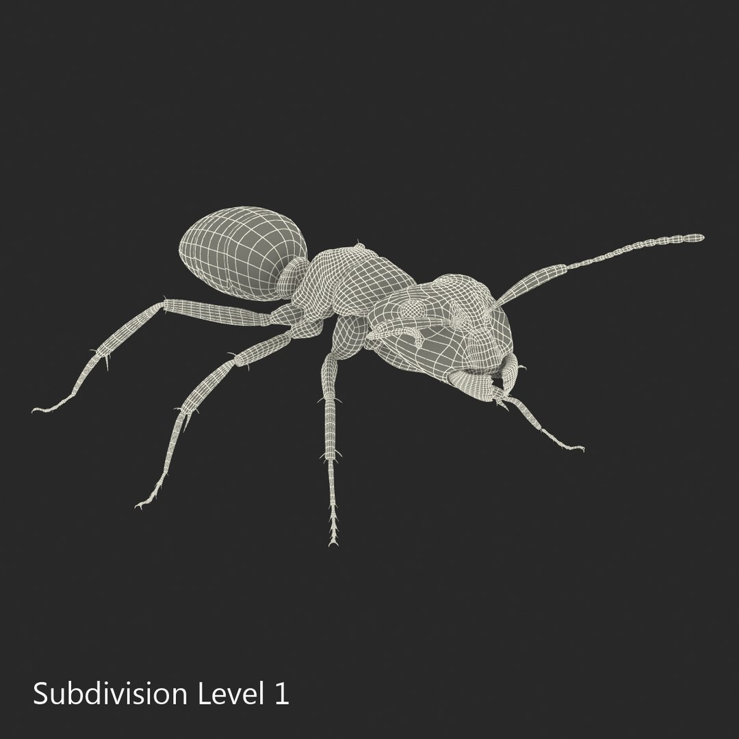 3D model Black Ant Rigged for Maya https://p.turbosquid.com/ts-thumb/Ia/ftPqZd/os/blackantriggedformayavray3dmodel037/jpg/1708229107/1920x1080/fit_q87/6bba76161c65eced7148116816f431d00642497f/blackantriggedformayavray3dmodel037.jpg