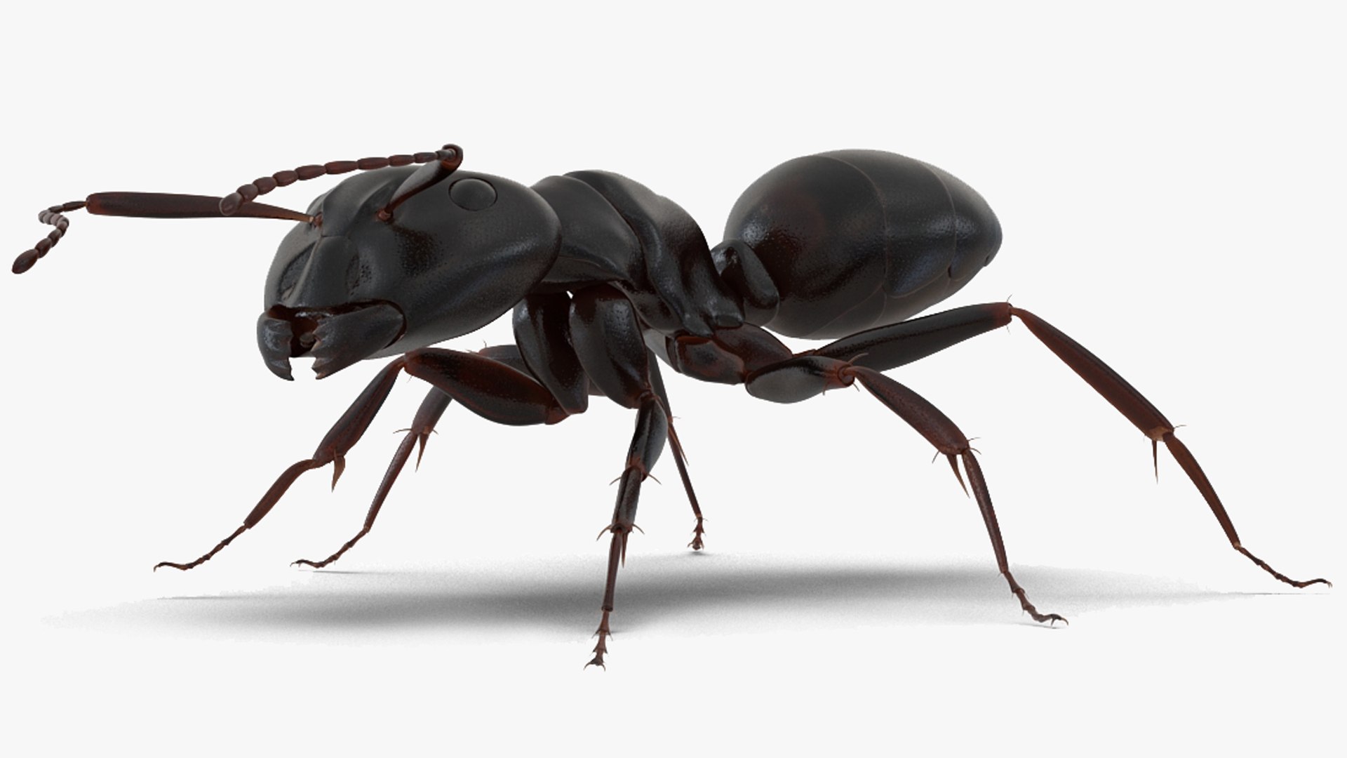 3D model Black Ant Rigged for Maya https://p.turbosquid.com/ts-thumb/Ia/ftPqZd/rr/black_ant_rigged_for_maya_002/jpg/1708331483/1920x1080/fit_q87/15be369162462461aa70982ac6d5d55a609dc066/black_ant_rigged_for_maya_002.jpg