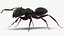 Black Ant Rigged for Maya