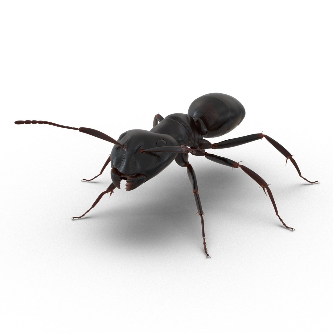 3D model Black Ant Rigged for Maya https://p.turbosquid.com/ts-thumb/Ia/ftPqZd/sX/blackantriggedformayavray3dmodel003/jpg/1708228913/1920x1080/fit_q87/8c7896210ad5418cfc3a71c628617fab2f65b38a/blackantriggedformayavray3dmodel003.jpg