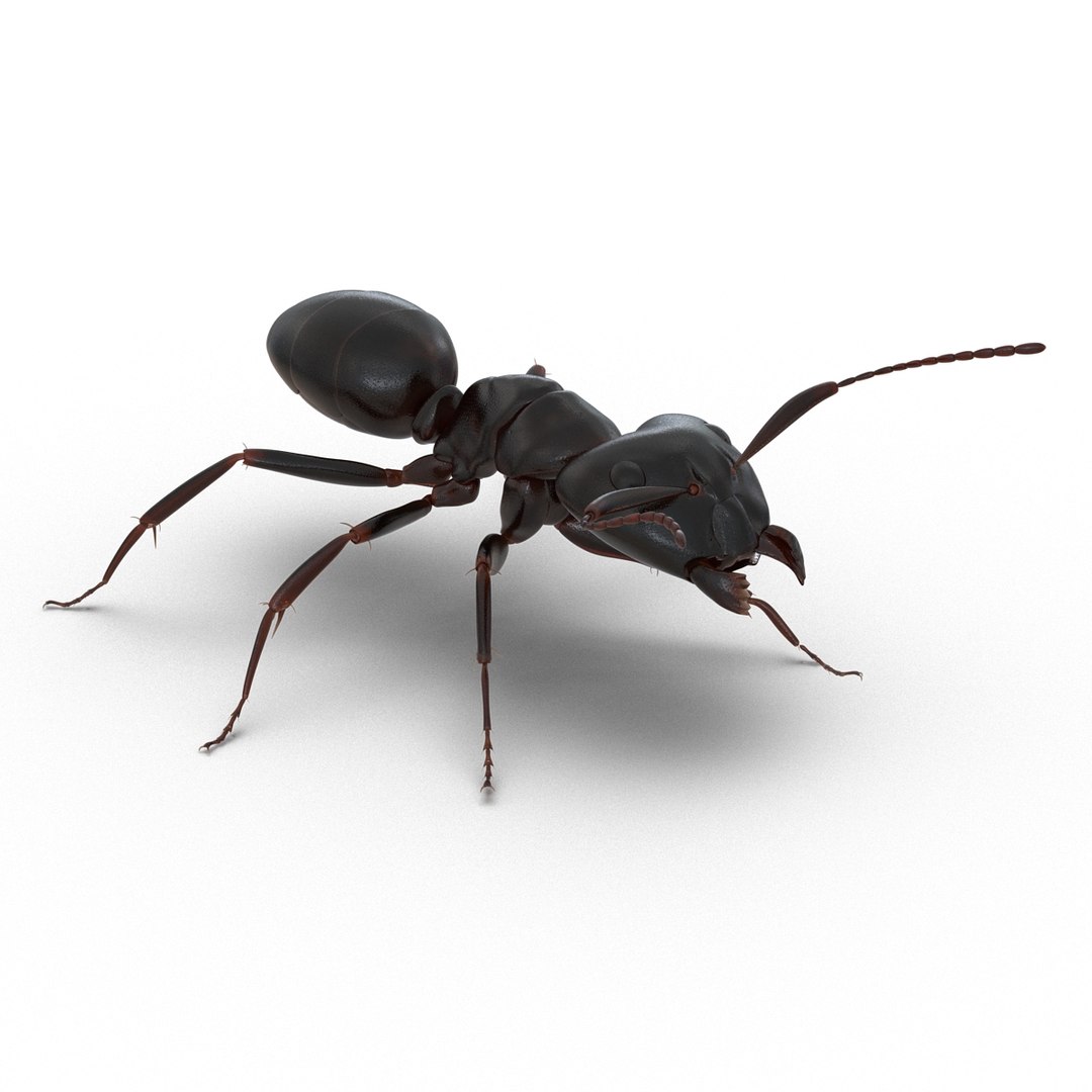 3D model Black Ant Rigged for Maya https://p.turbosquid.com/ts-thumb/Ia/ftPqZd/xY/blackantriggedformayavray3dmodel017/jpg/1708228993/1920x1080/fit_q87/2dbbaed4009be5c262c04615b81d3af14de82e7b/blackantriggedformayavray3dmodel017.jpg