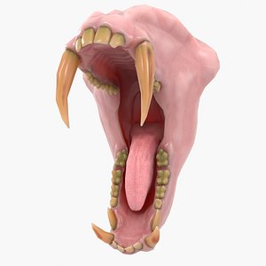 Monkey Mandrill Teeth
