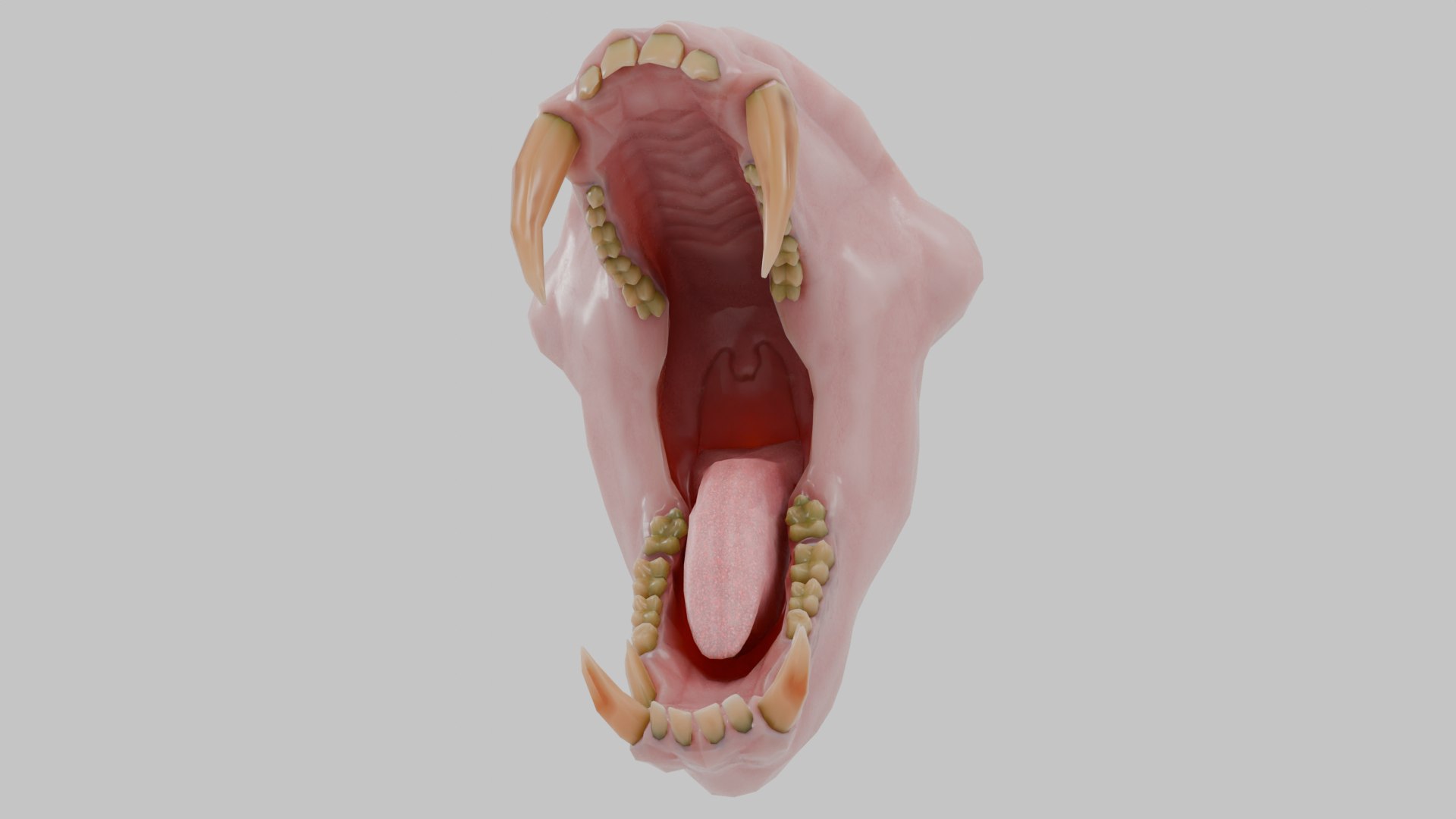 3D Monkey Mandrill Teeth - TurboSquid 2438164