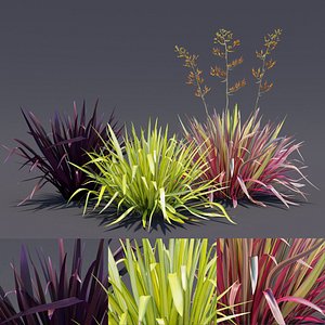 Phormium