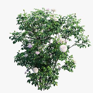 Rose plant set 54 3D model