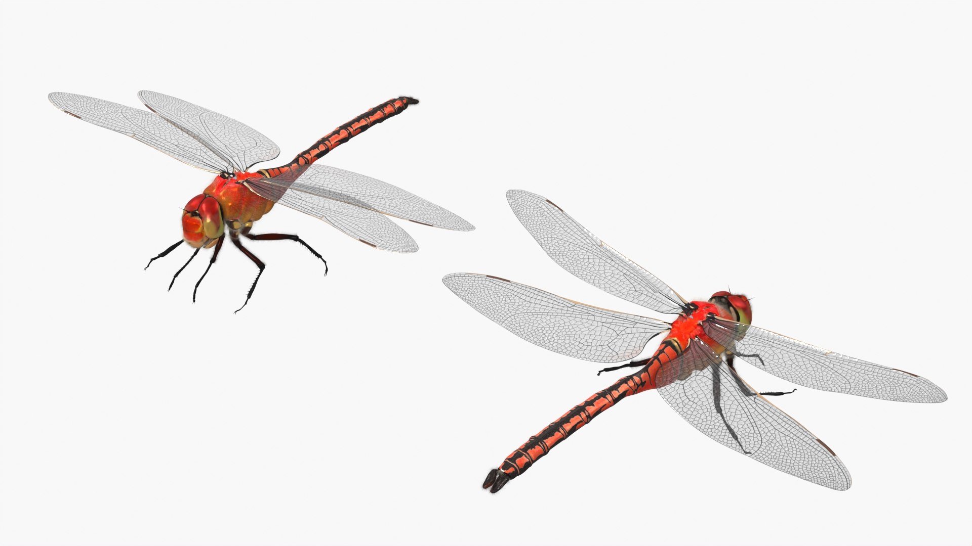 Red Dragonfly Fur 3D model https://p.turbosquid.com/ts-thumb/Ib/0SfmuC/3T/red_dragonfly_fur_002/jpg/1765168635/1920x1080/fit_q87/1cc12b455f86f23edaa274a36a63a29c9d03d810/red_dragonfly_fur_002.jpg