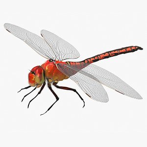 Red Dragonfly Fur 3D model
