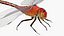 Red Dragonfly Fur 3D model