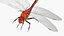 Red Dragonfly Fur 3D model