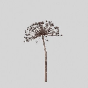 3D Dry Dill flower model