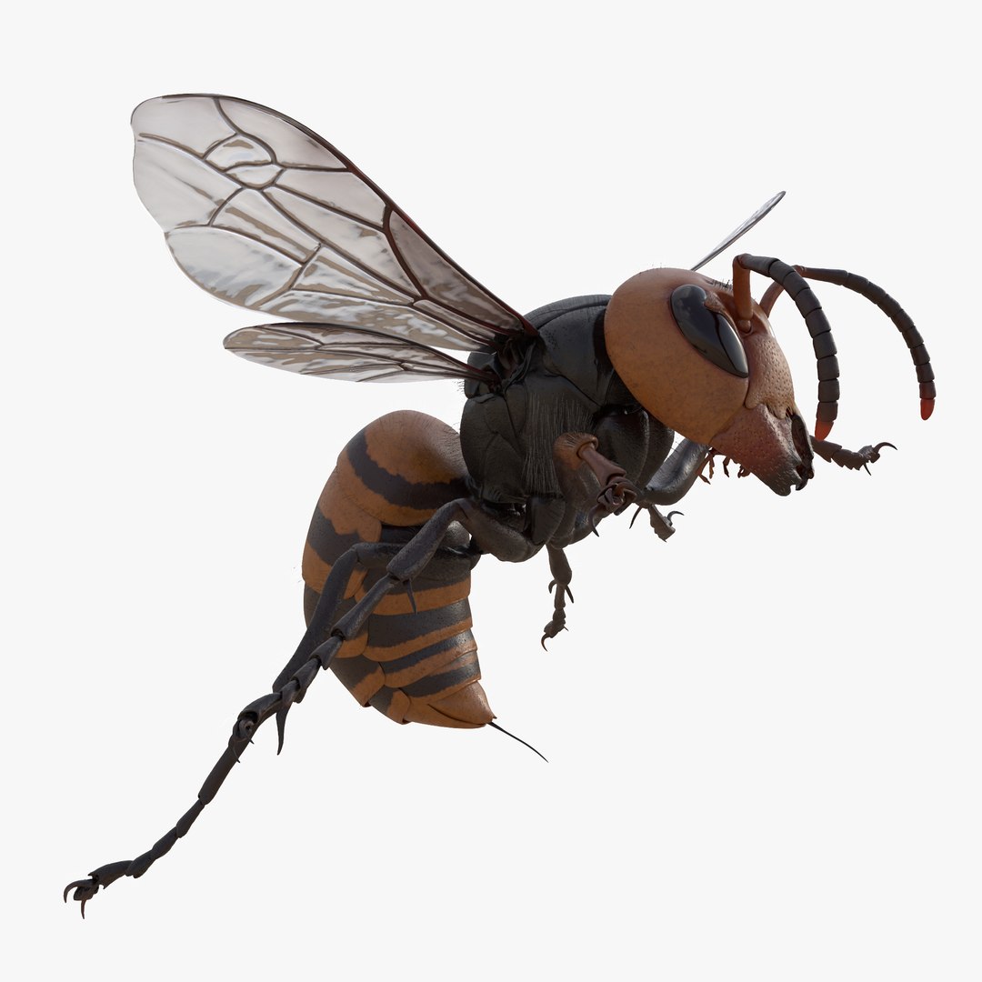 Vespa Mandarinia RIGGED 3D Model - TurboSquid 2180333