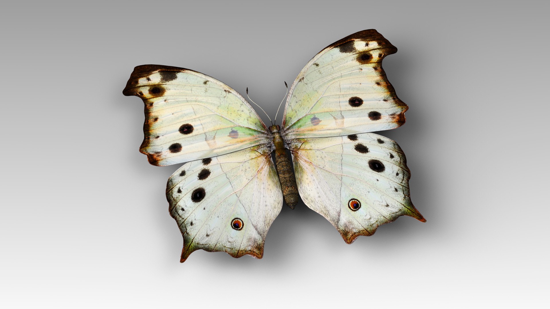 Salamis Duprei 3D TurboSquid 1618595