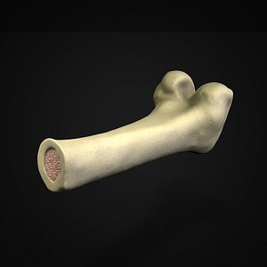 3D Femur Thigh Bone Cross section