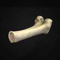 Femur Thigh Bone Cross section