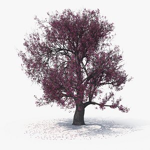 blossom tree 03 model