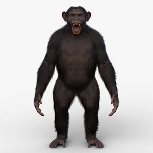 3D Chimpanzee RIG Xgen-Core model
