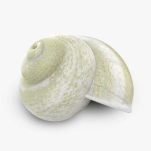 snail shell 3d model