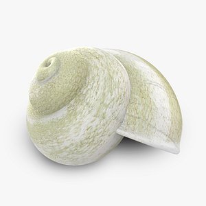 Snail Shell