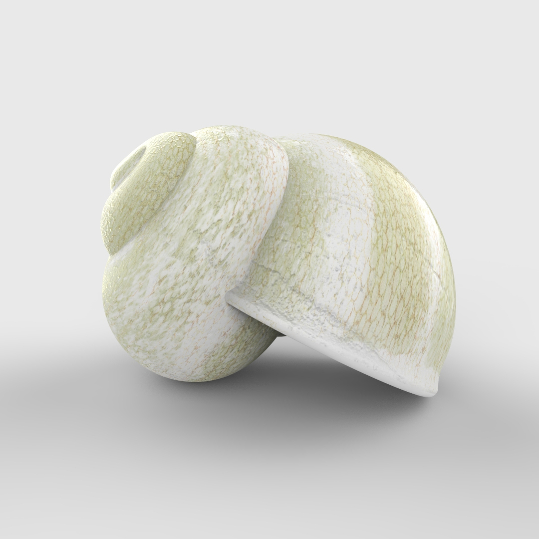 snail shell 3d model https://p.turbosquid.com/ts-thumb/Ib/aZJpiX/Bbj6CVbM/01/jpg/1463850311/1920x1080/turn_fit_q99/ec6e3568fb85b0734917479394bb2f7030d2fe88/01-1.jpg