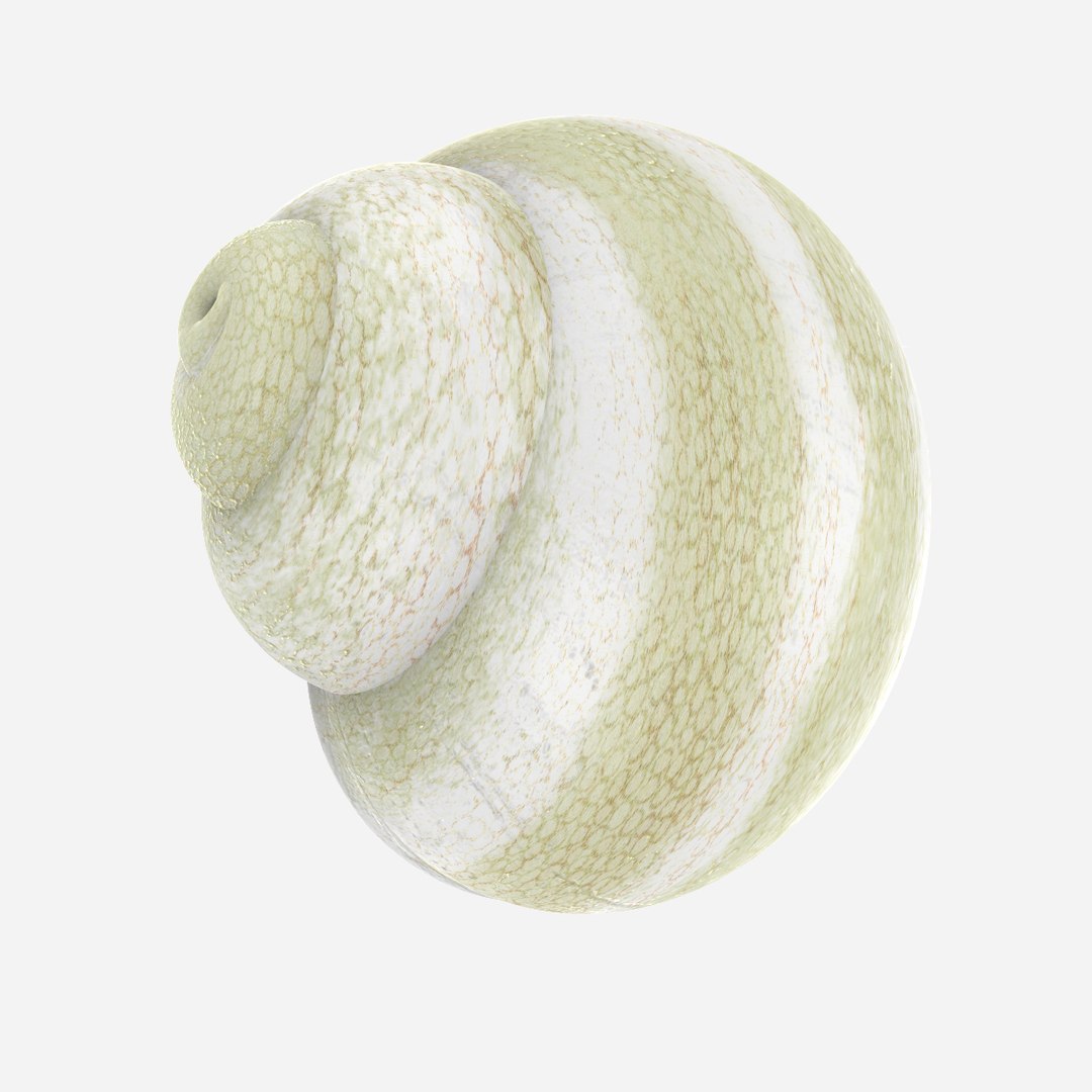 snail shell 3d model https://p.turbosquid.com/ts-thumb/Ib/aZJpiX/H4OsXBZf/untitled.1337/jpg/1463850273/1920x1080/fit_q87/3312e36230be4c08d2136079f03d3f8fe83bfe0f/untitled.1337.jpg