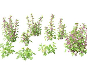 Malva sylvestris - Common mallow