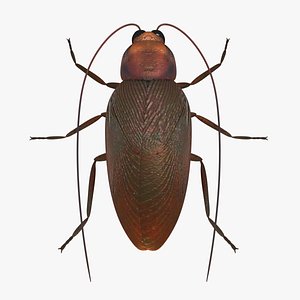 cockroach 3D model