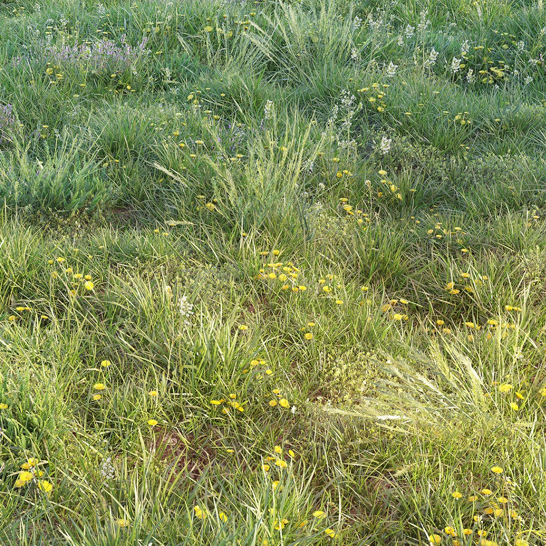 3D grass dandelions - TurboSquid 1606425