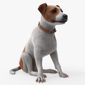 Companion Jack Russell Sits Animated Fur Rigged For Blender
