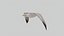 Seagull Animated