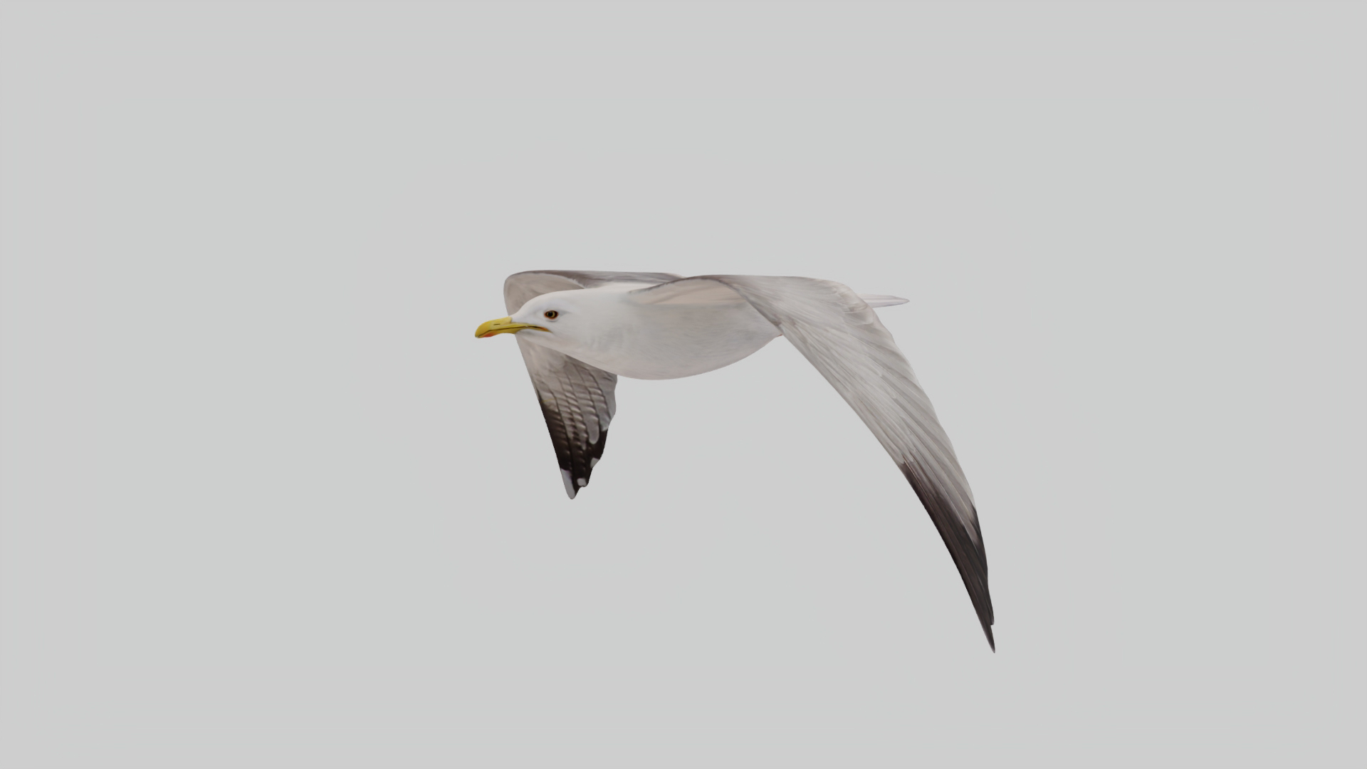 3D Seagull Animated https://p.turbosquid.com/ts-thumb/Ic/4iC527/6J/fast/jpg/1783253625/1920x1080/turn_fit_q99/9870811b1e4a3f6776e672ad2c47c11ca4ab5dfe/fast-1.jpg