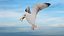 Seagull Animated